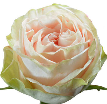 Spirit Garden Rose