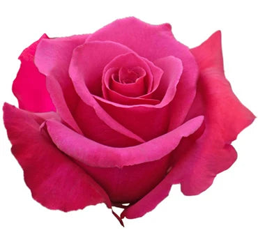 Hot Pink Rose