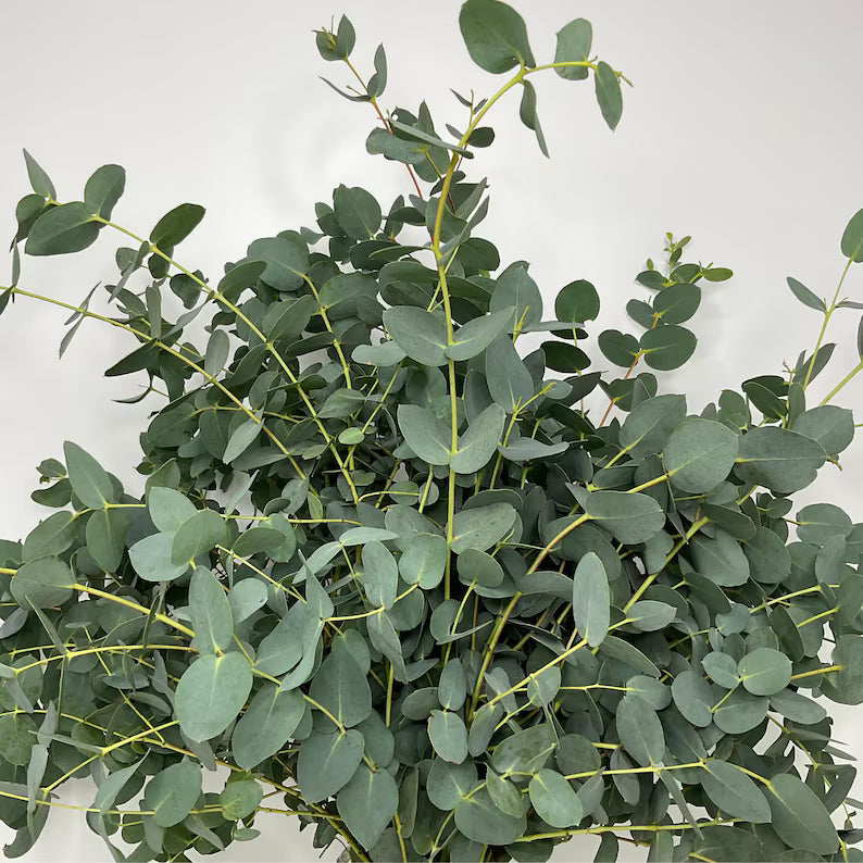 Eucalyptus- Gunni