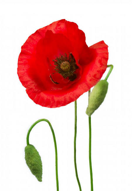 Poppy