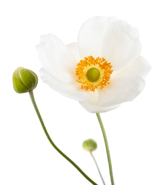 Anemone