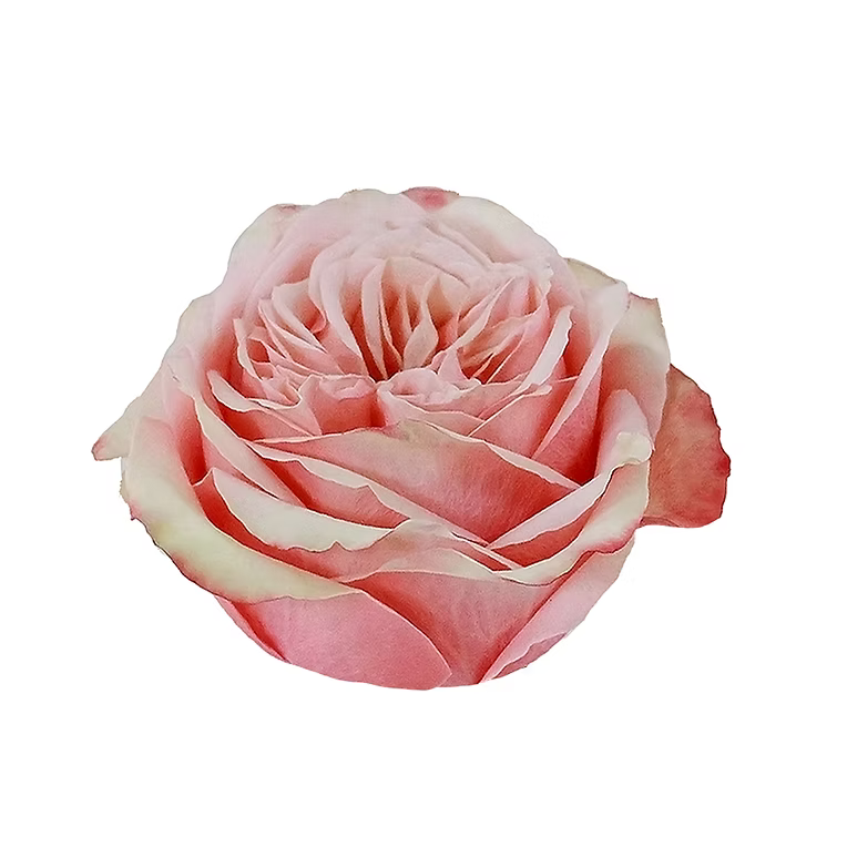 Peach Kahala Rose