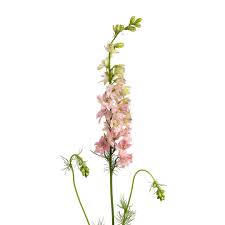 Larkspur