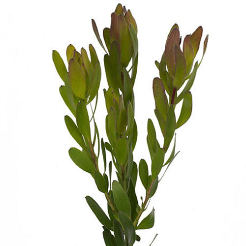 Leucadendron - Yellow 60cm