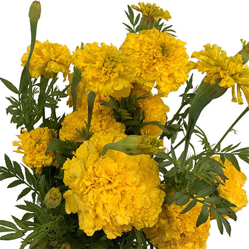 Marigold - Yellow
