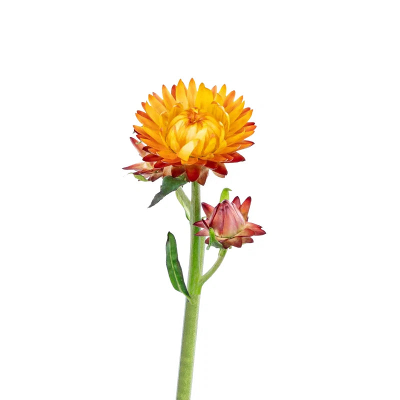 Strawflower