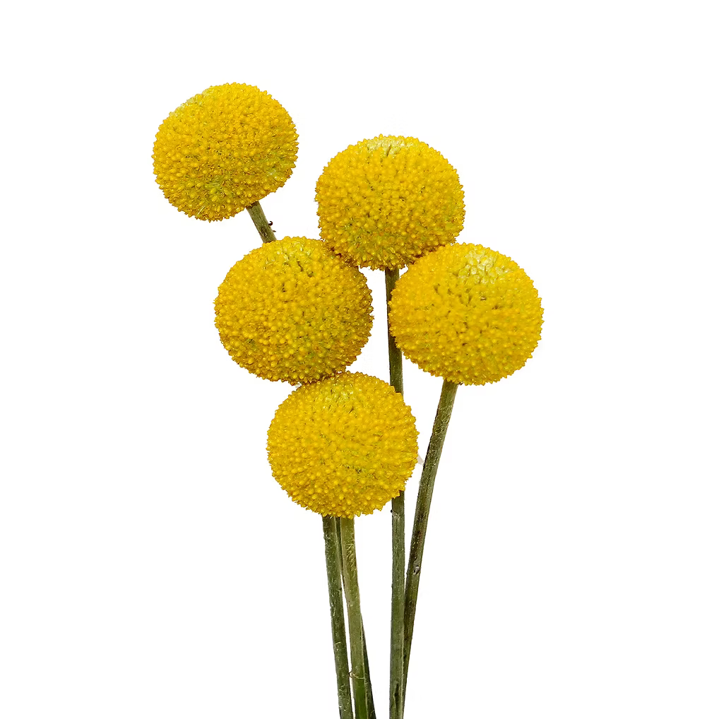 Craspedia Yellow Jumbo 60cm