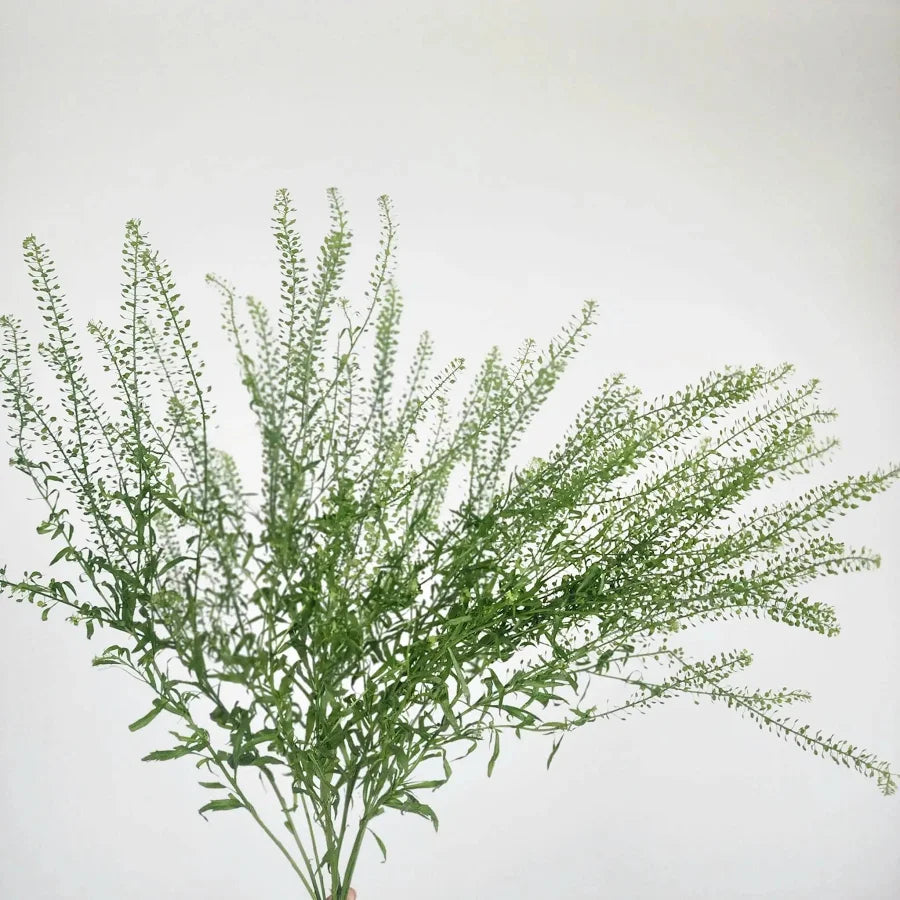 Pennycress Lepidium