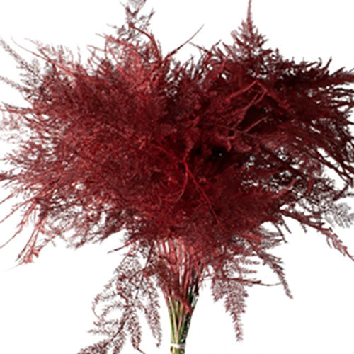 Plumosa - Red