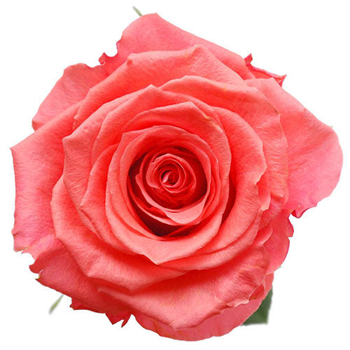 Coral Amsterdamn Rose - 50 cm