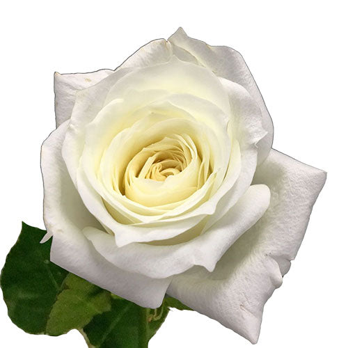 White Alabaster Garden Rose