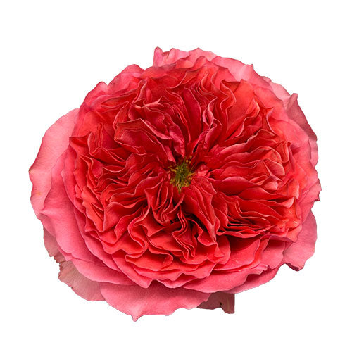 Pink Candy Xpression Rose