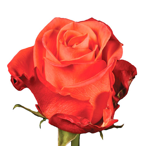Orange Crush Rose