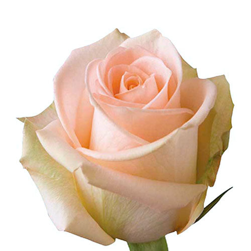 Peach Tiffany Rose