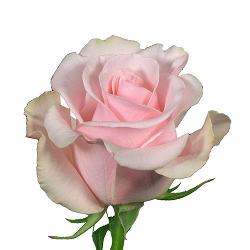 Light Pink Titanic Rose