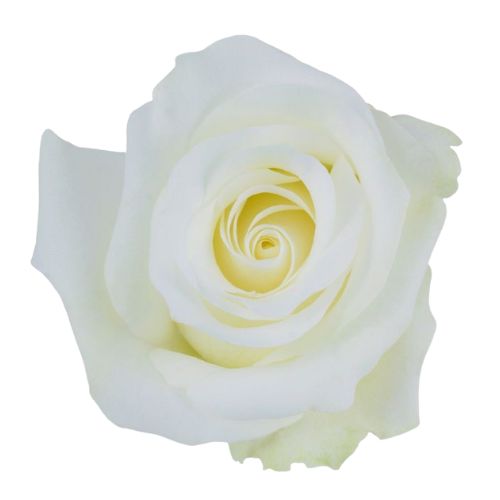 White Tibet Rose