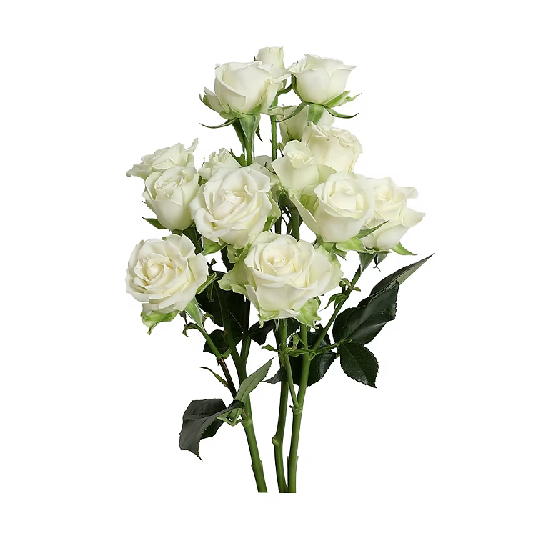 Snowflake Spray Rose