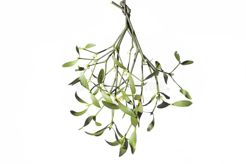 Mistletoe
