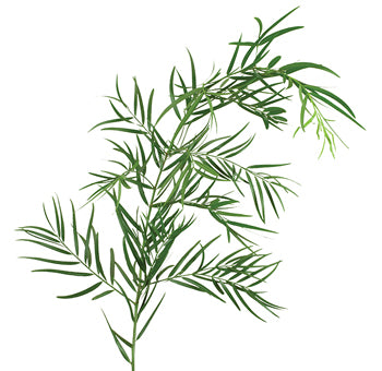 Podocarpus Weeping