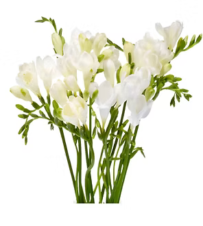 Freesia