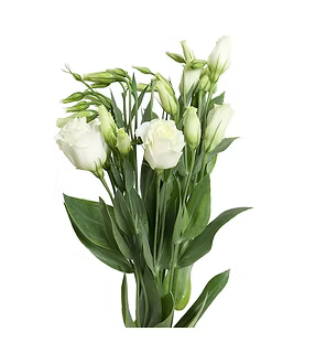 Lisianthus