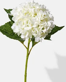 Hydrangea- White Select