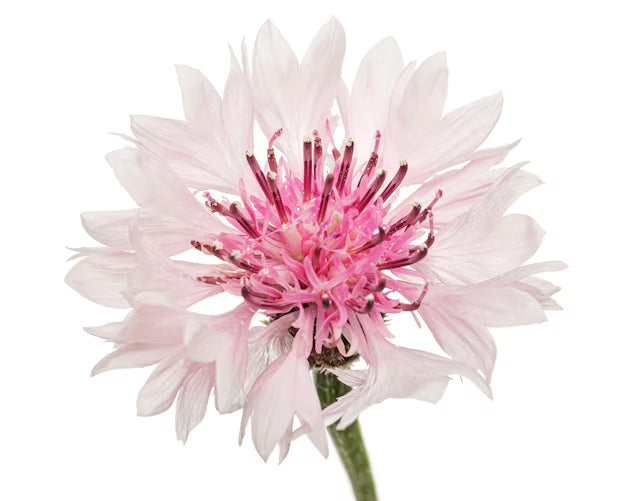 Corn Flower
