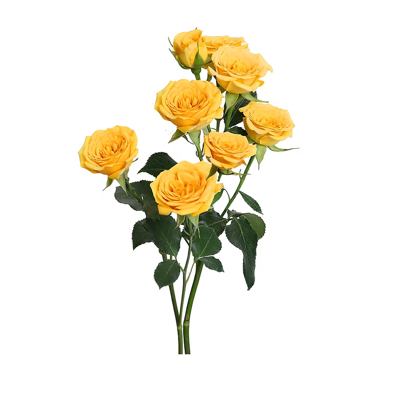 Yellow Babe Spray Rose