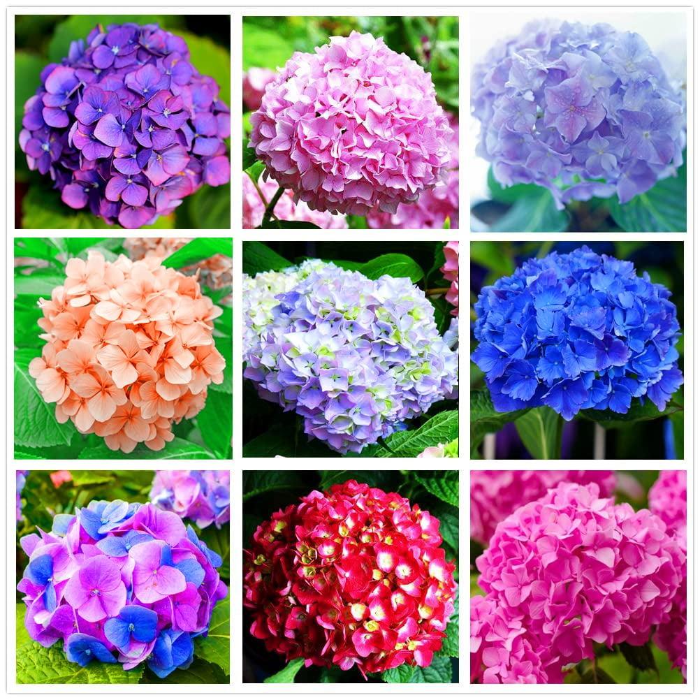 Hydrangea Care Tips: How to Keep Your Hydrangeas Fresh Longer | Nashville Flower Market