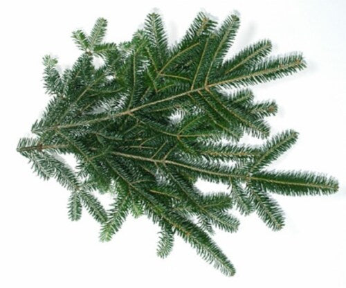 Fraiser Fir Tips