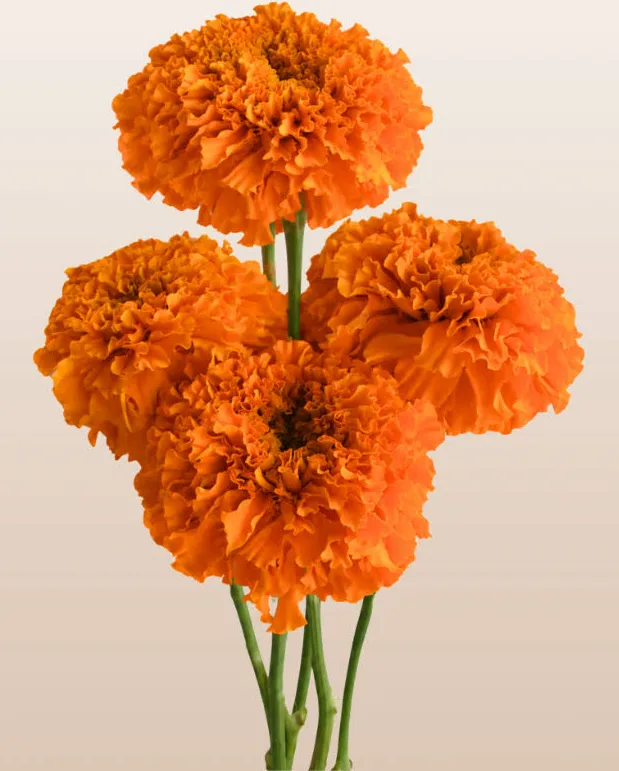 Orange marigold blooms