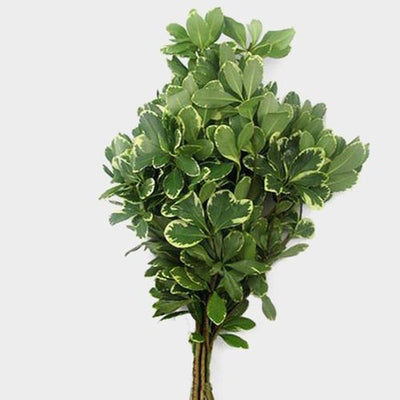 Mini Pittosporum
