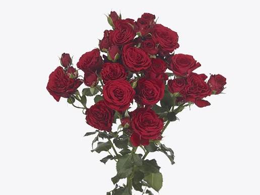 Spray Rose Velvet Blossom Red
