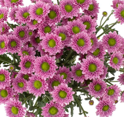 Pompon Novelty