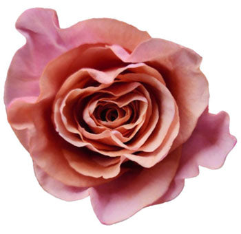 Brownie Moon Rose