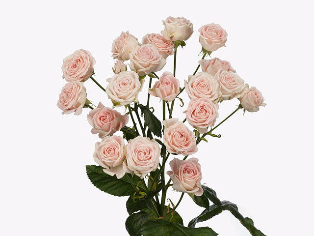 60/ Super Bubbles Spray Rose
