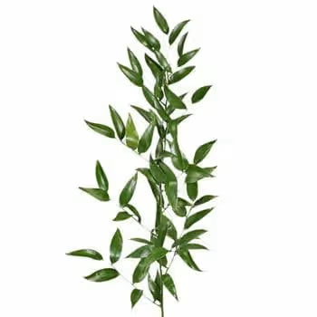 Ruscus