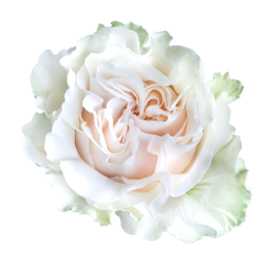 White Cotton Xpression Rose