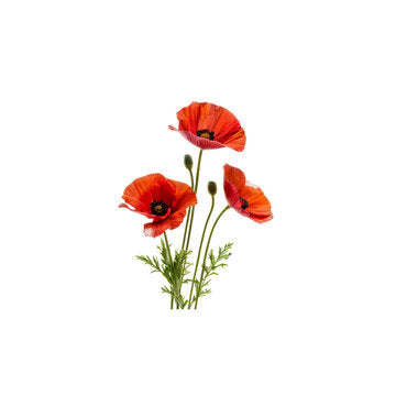 Poppy