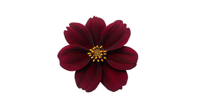 Cosmos