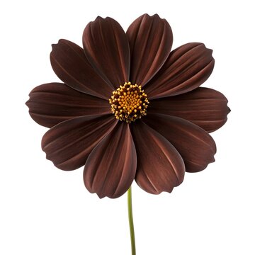 Cosmos