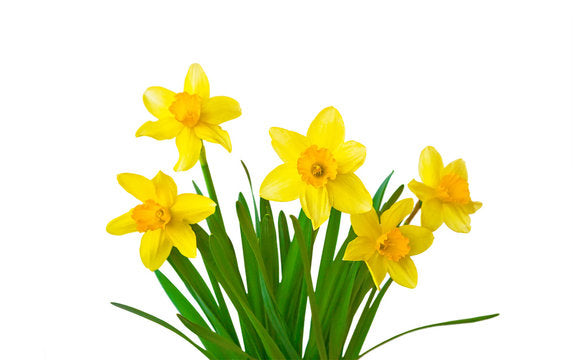 Daffodil
