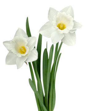 Daffodil
