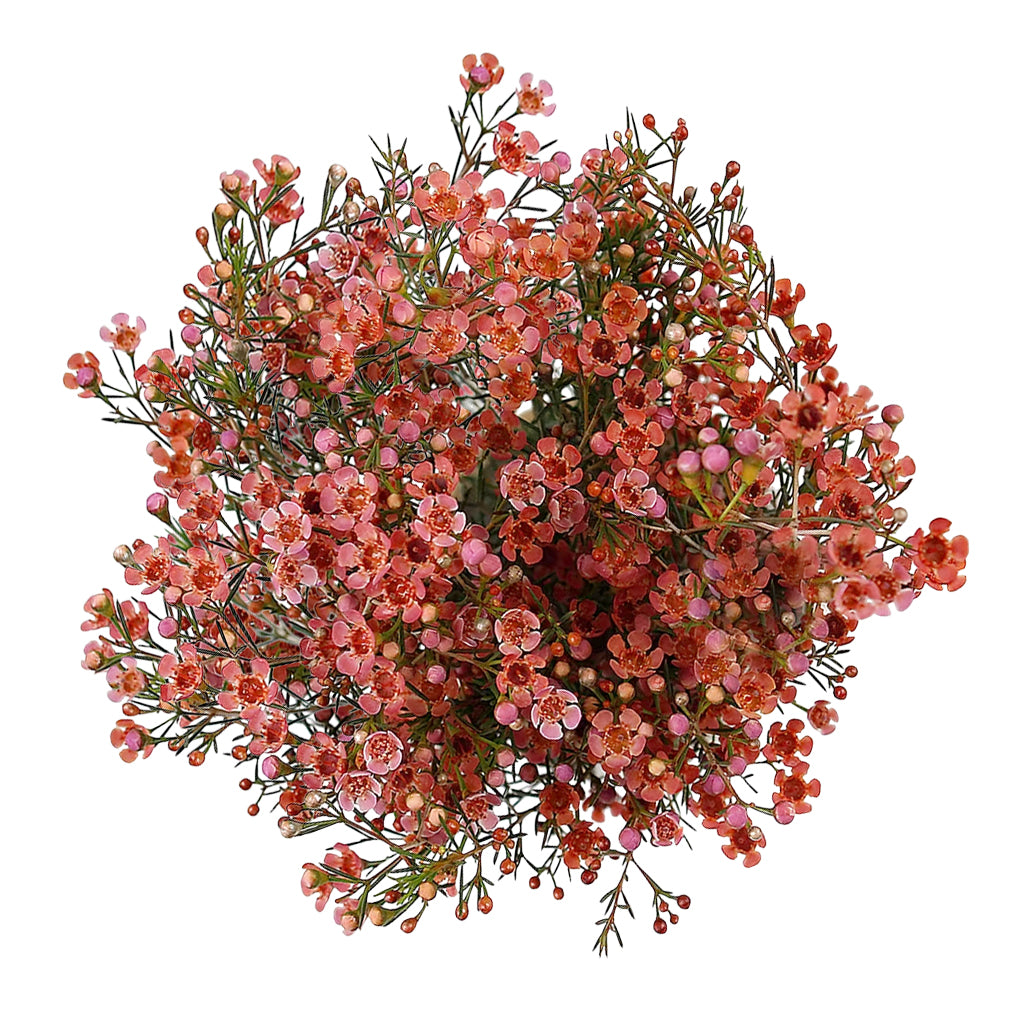 Wax Flower - Terracota