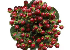 Hypericum Berries