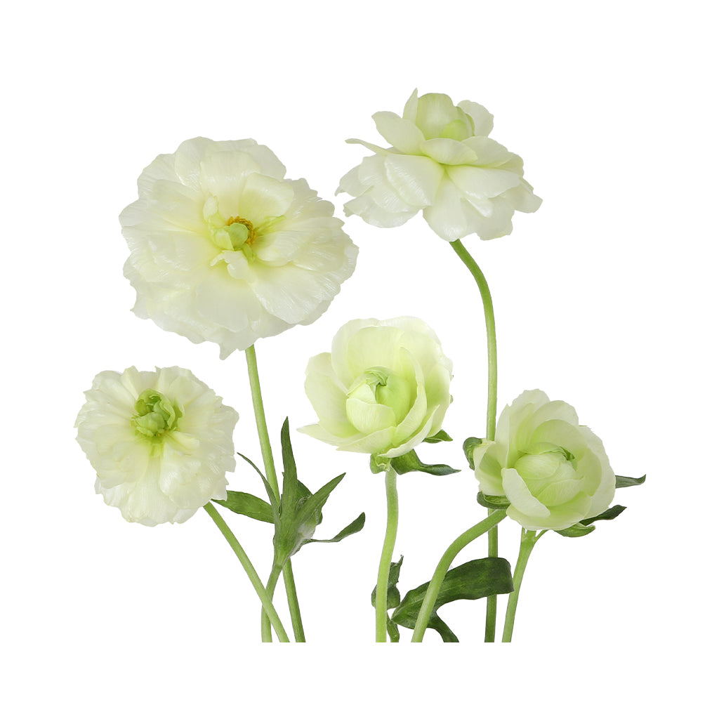 Butterfly Ranunculus - Grace White