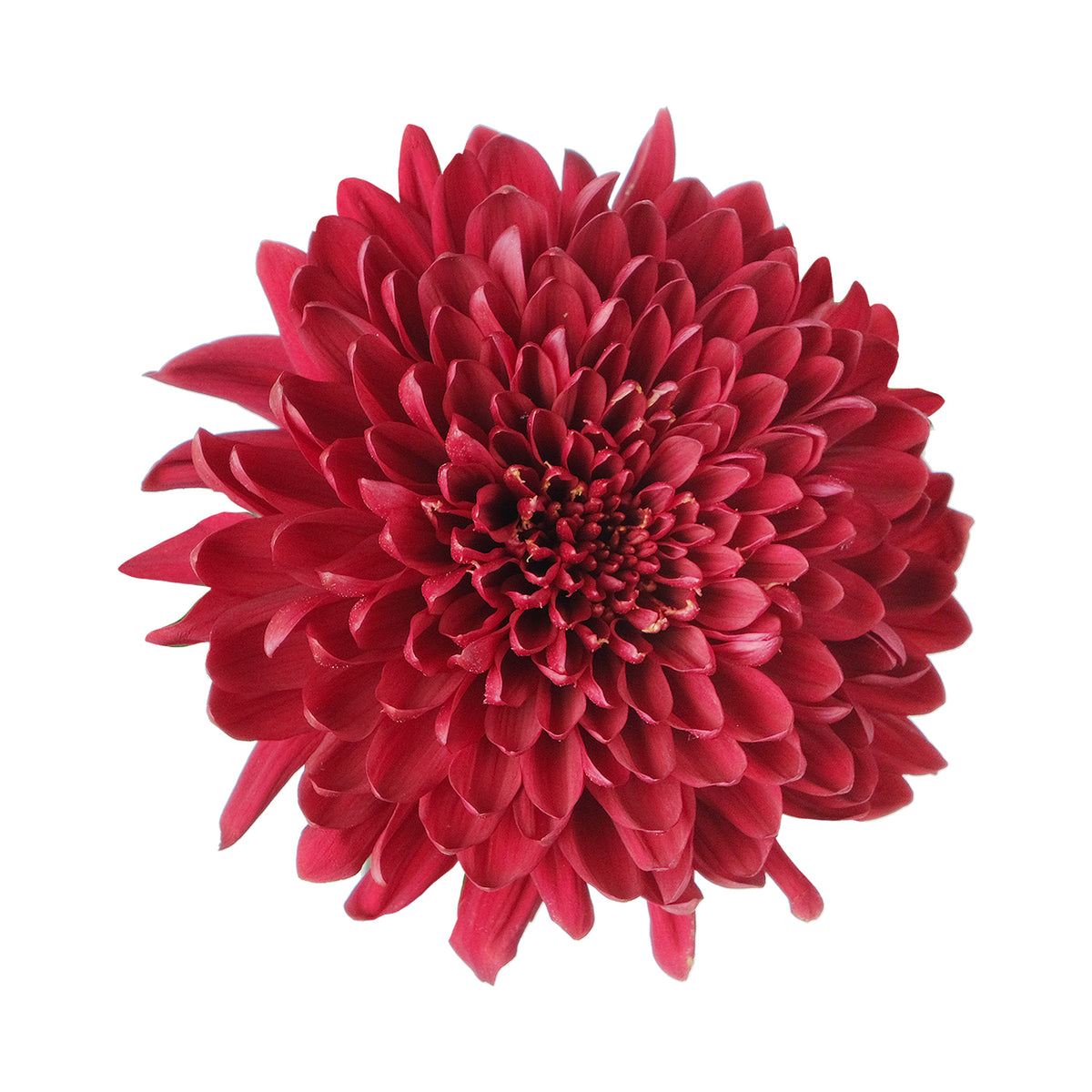 Disbud Mum - Red Velvet