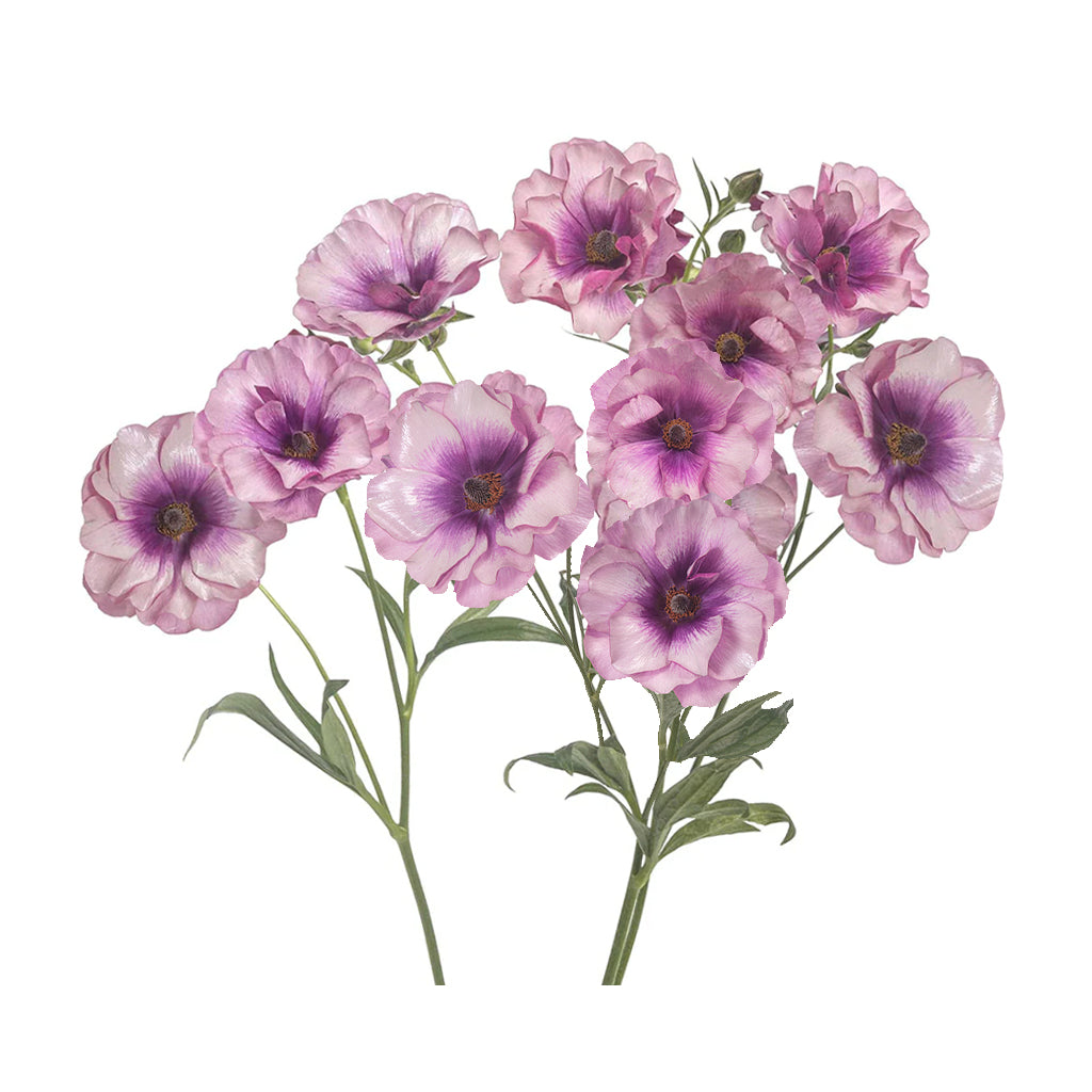 Butterfly Ranunculus - Thiva Lavender