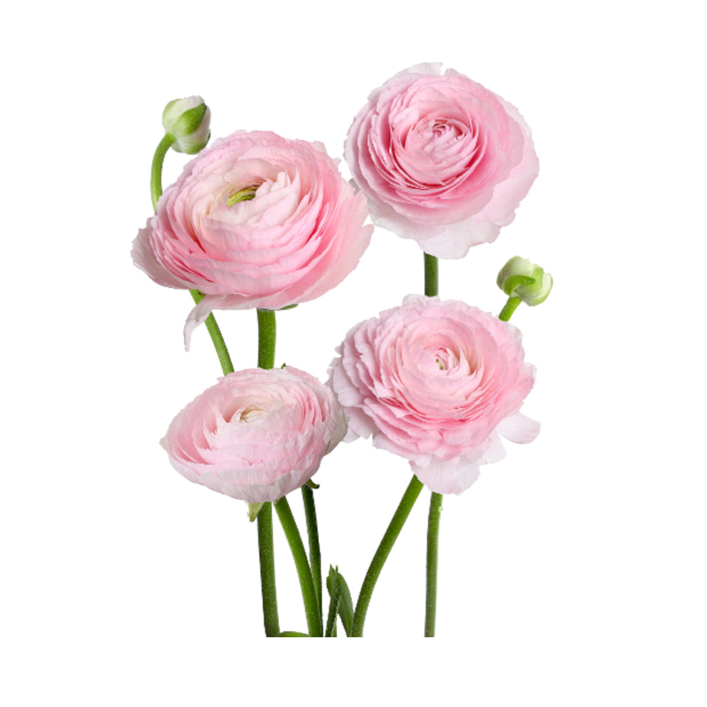 Cloni Ranunculus - Favola (Pink)