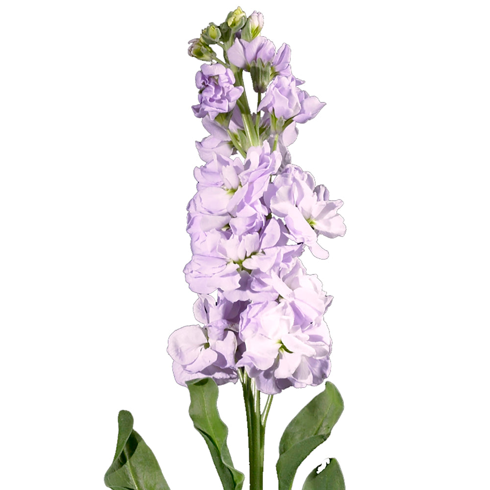 Stock - Lavender